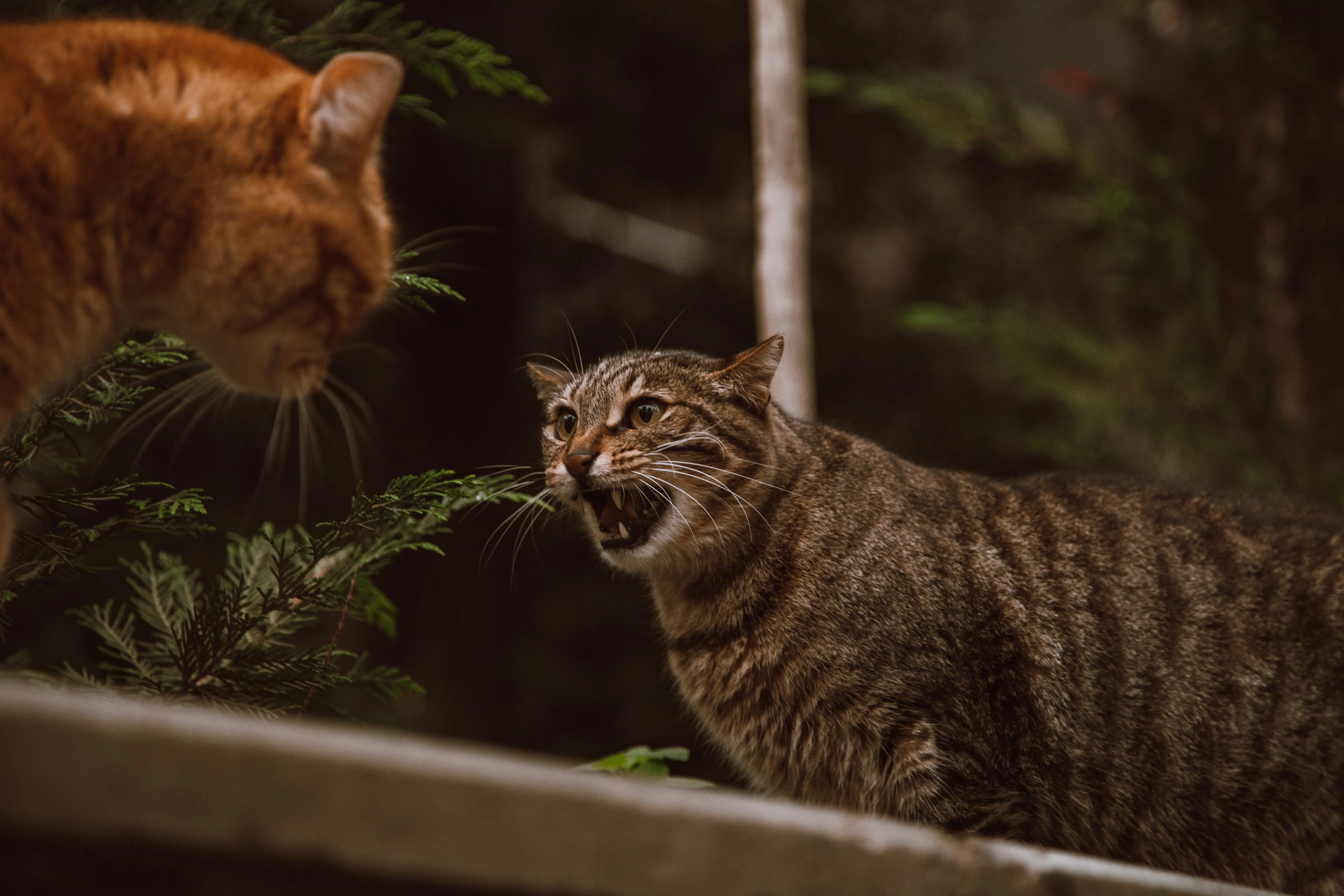 Conflits entre chats